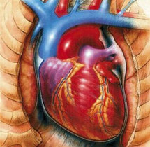 دراسة أمريكية تكتشف هرمون لعلاج قصور القلب